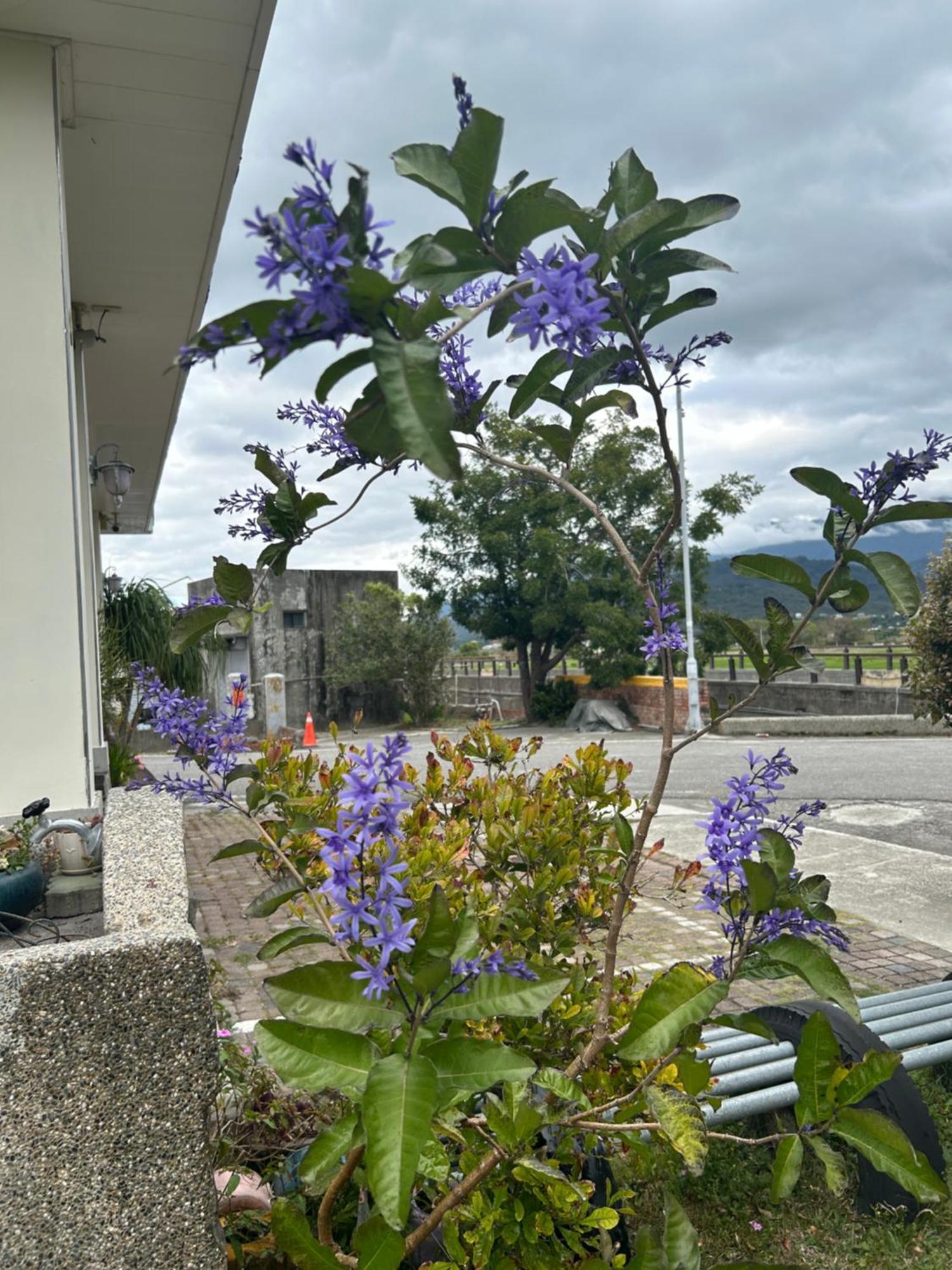 Xian Qing Yu Zhi Homestay Trì Thượng Ngoại thất bức ảnh