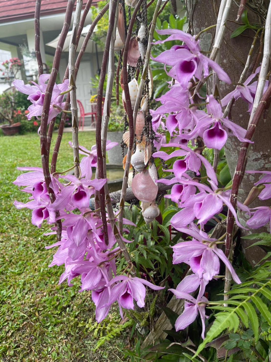 Xian Qing Yu Zhi Homestay Trì Thượng Ngoại thất bức ảnh
